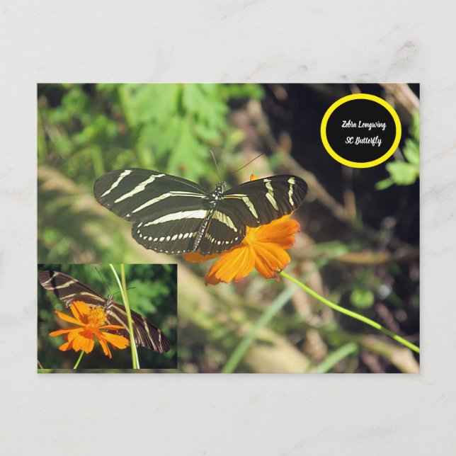 Cartão Postal Zebra longwing Butterfly Postcard (Frente)