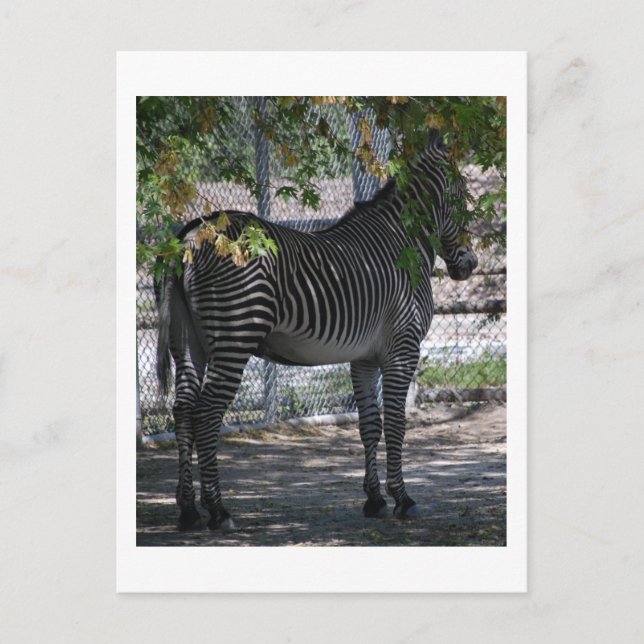 Cartão Postal Zebra Love (Frente)