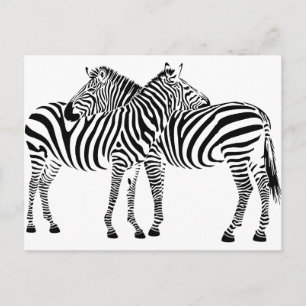 Cartão Postal Zebra Love