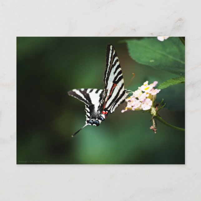 Cartão postal Zebra minúsculo (Frente)
