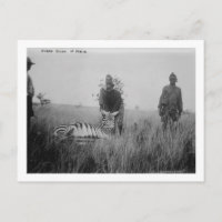 Zebra morta por nativos na África, fotografia