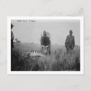 Cartão Postal Zebra morta por nativos na África, fotografia
