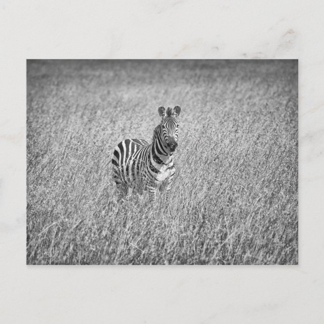 Cartão Postal Zebra na grama alta (Frente)
