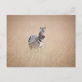 Cartão Postal Zebra na grama alta
