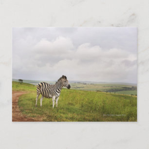Cartão Postal Zebra no campo, África do Sul