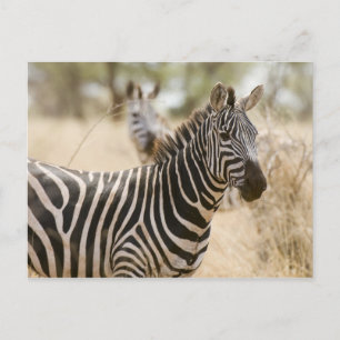 Cartão Postal Zebra no Parque Nacional de Meru, Quênia.