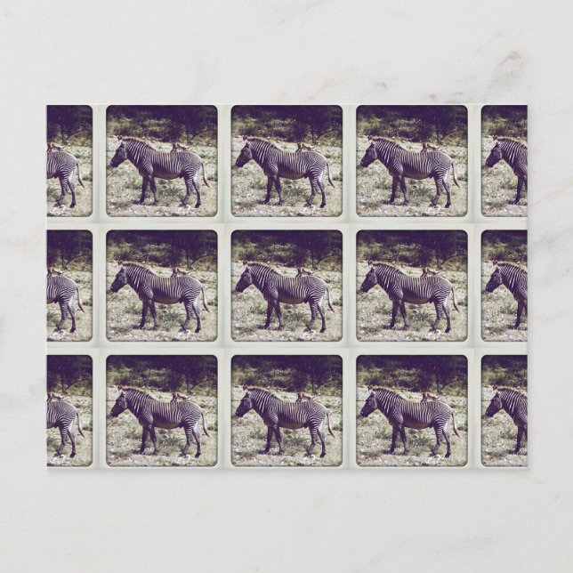 Cartão Postal Zebra no Quênia (Frente)