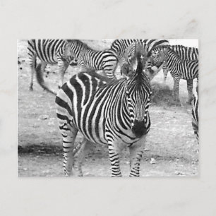 Cartão Postal Zebra no zoológico