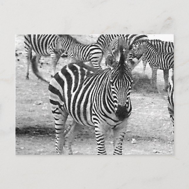 Cartão Postal Zebra no zoológico (Frente)