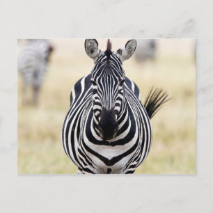 Cartão Postal Zebra olhando para você