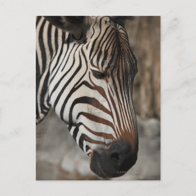 Cartão Postal Zebra, perto (Frente)