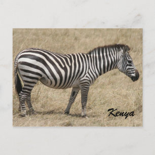 Cartão Postal zebra Quênia