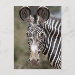 Cartão Postal Zebra, Quênia, África
