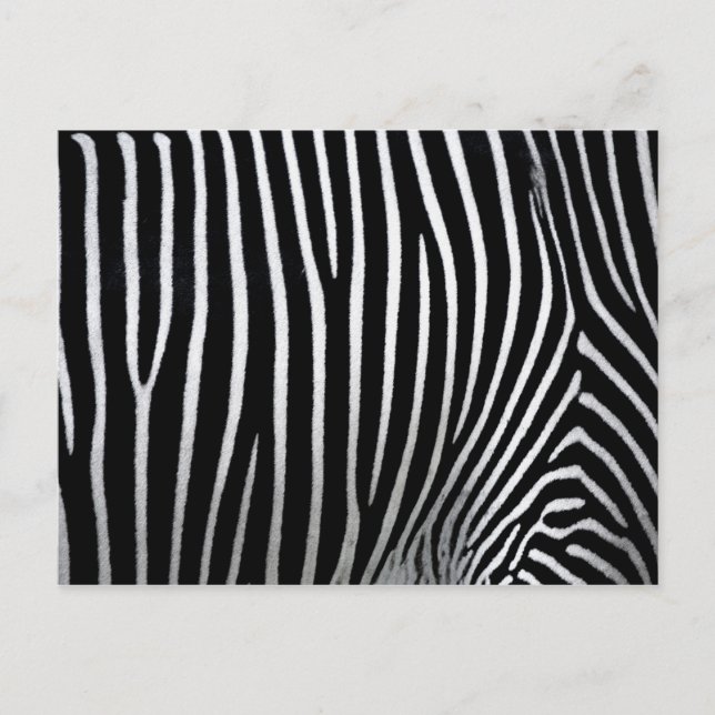 Cartão Postal Zebra Skin (Frente)