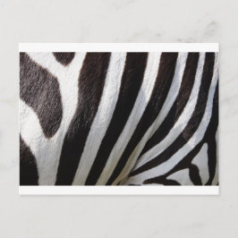 Cartão Postal Zebra Skin Impressão