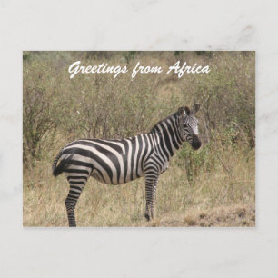 Cartão Postal zebra sozinha