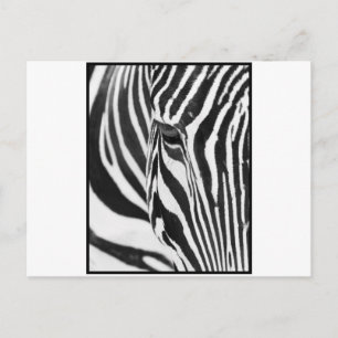 Cartão Postal Zebra Stare