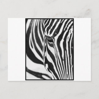 Cartão Postal Zebra Stare