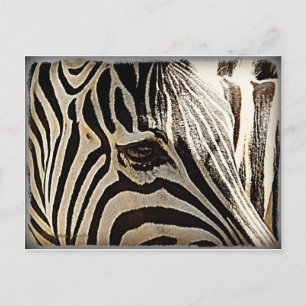 Cartão Postal Zebra "Stripes"