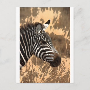 Cartão Postal Zebra Stripes