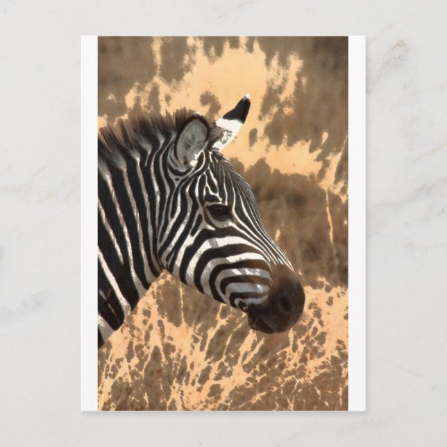 Cartão Postal Zebra Stripes (Frente)