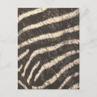 Cartão Postal Zebra Stripes