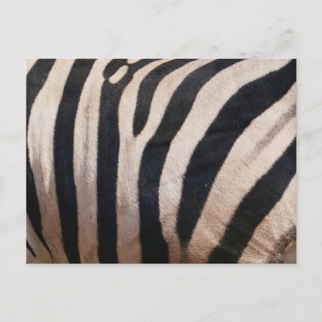 Cartão Postal Zebra Stripes Negra e Branca (Frente)