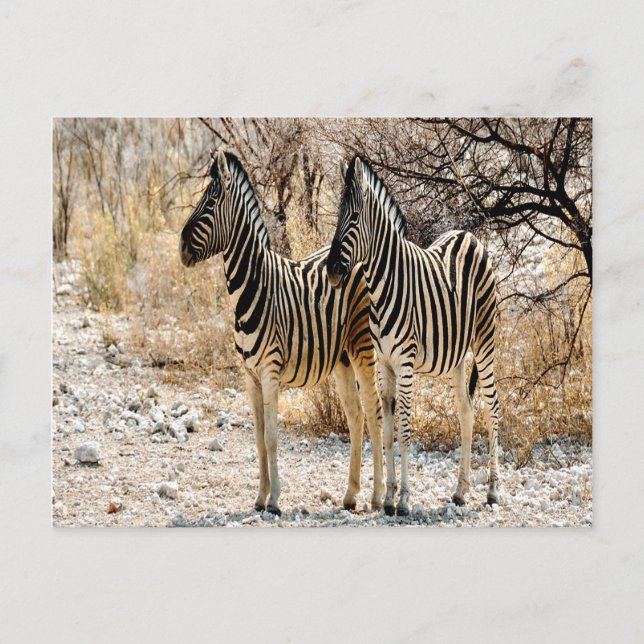 Cartão Postal Zebra Stroll (Frente)