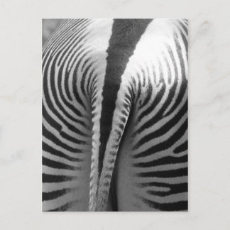 Cartão Postal Zebra Tail