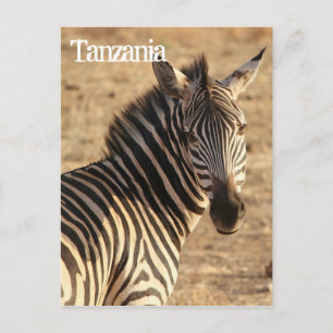 Cartão Postal Zebra, Tanzânia