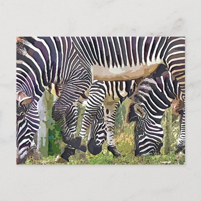 CARTÃO POSTAL ZEBRAS (Frente)