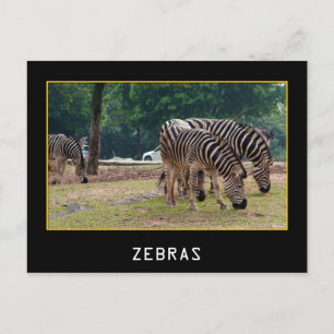 Cartão Postal Zebras