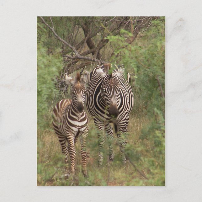 Cartão Postal Zebras (Frente)