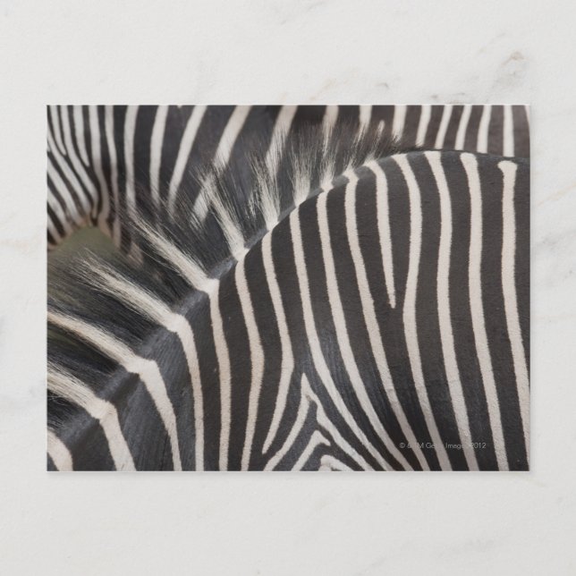 Cartão Postal Zebras (Frente)