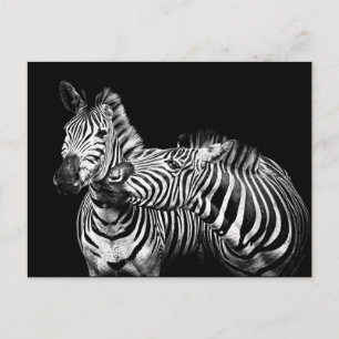 Cartão Postal Zebras
