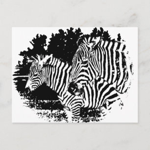 Cartão Postal zebras