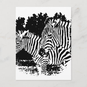 Cartão Postal zebras