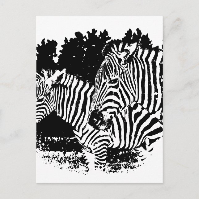 Cartão Postal zebras (Frente)