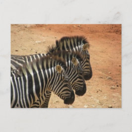 Cartão Postal Zebras