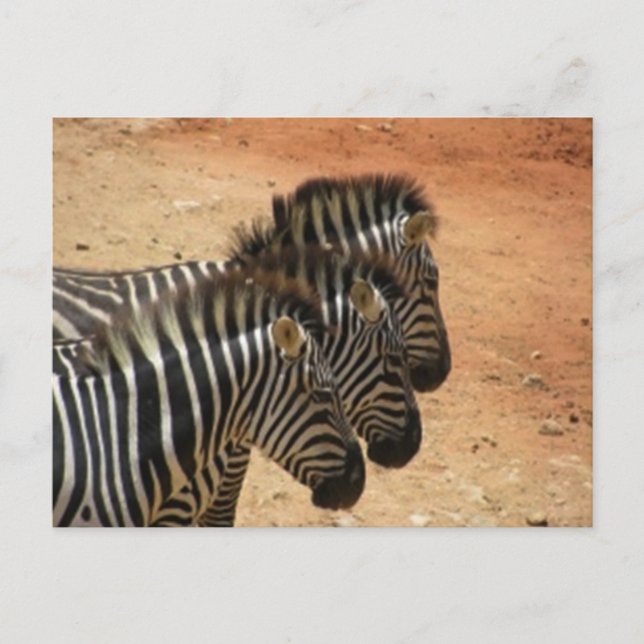 Cartão Postal Zebras (Frente)