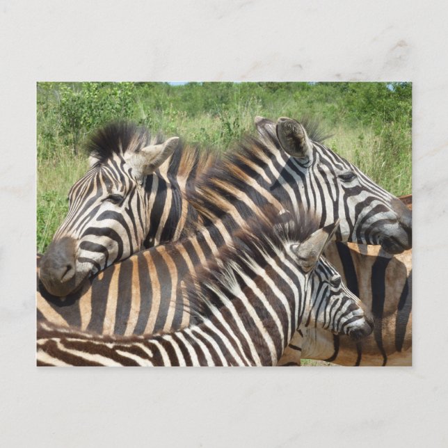 Cartão Postal Zebras África do Sul (Frente)