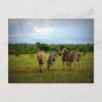 Zebras Africanas em Contexto Natural