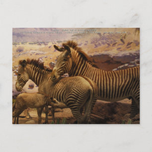 Cartão Postal zebras africanos