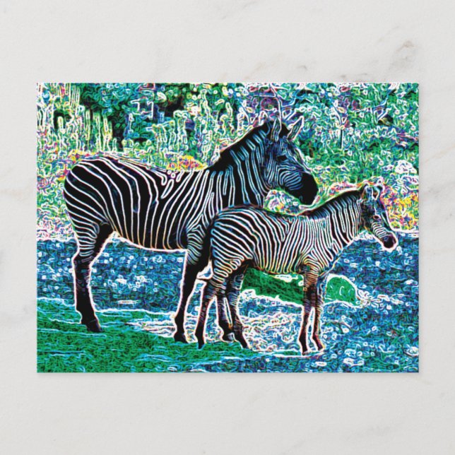 Cartão Postal zebras brilhantes 01 (Frente)