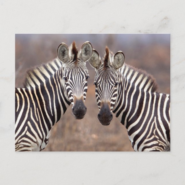 Cartão Postal Zebras-comuns, Parque Nacional Kruger (Frente)