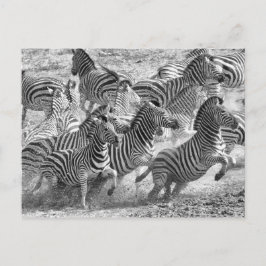 Cartão Postal Zebras correndo