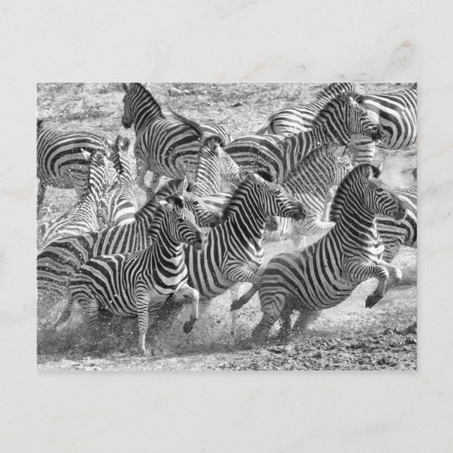 Cartão Postal Zebras correndo (Frente)