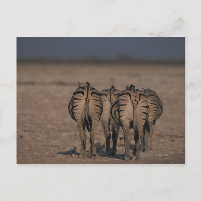 Cartão Postal Zebras de Burchell Caminhando (Frente)