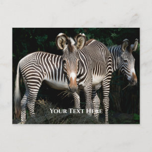 Cartão Postal Zebras de Grevy