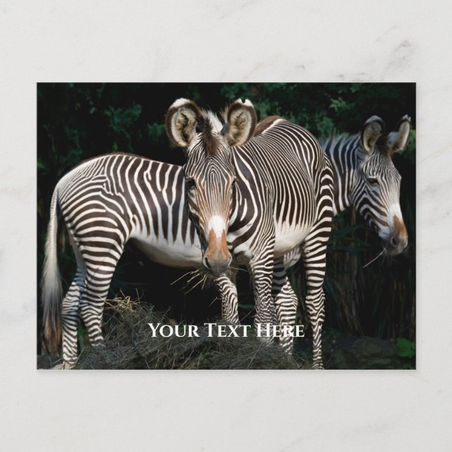 Cartão Postal Zebras de Grevy (Frente)